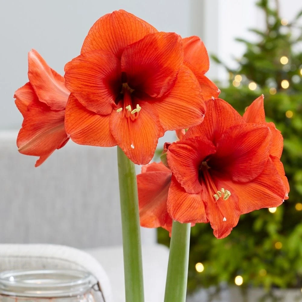 Hippeastrum 'Royal Red' 2 Hippeastrum 'Royal Red' - Image 2