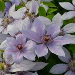 Clematis Bernadine ('Evipo 061') (PBR) (Boulevard Series)