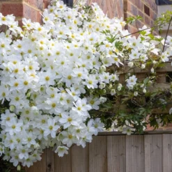 Clematis × Cartmanii 'Avalanche' (PBR) -Cheap Plants Store pl2000041160 card3 lg