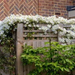 Clematis × Cartmanii 'Avalanche' (PBR) -Cheap Plants Store pl2000041160 card4 lg