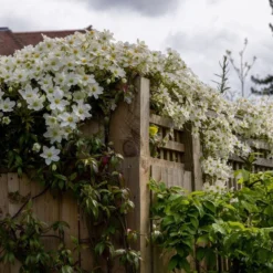 Clematis × Cartmanii 'Avalanche' (PBR) -Cheap Plants Store pl2000041160 card5 lg