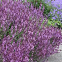 Circles & Spires Collection -Cheap Plants Store pl2000041243 card3 lg