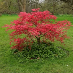 Acer Palmatum 'Beni-maiko' 7 Acer Palmatum 'Beni-maiko' -Cheap Plants Store pl2000041404 card4 lg