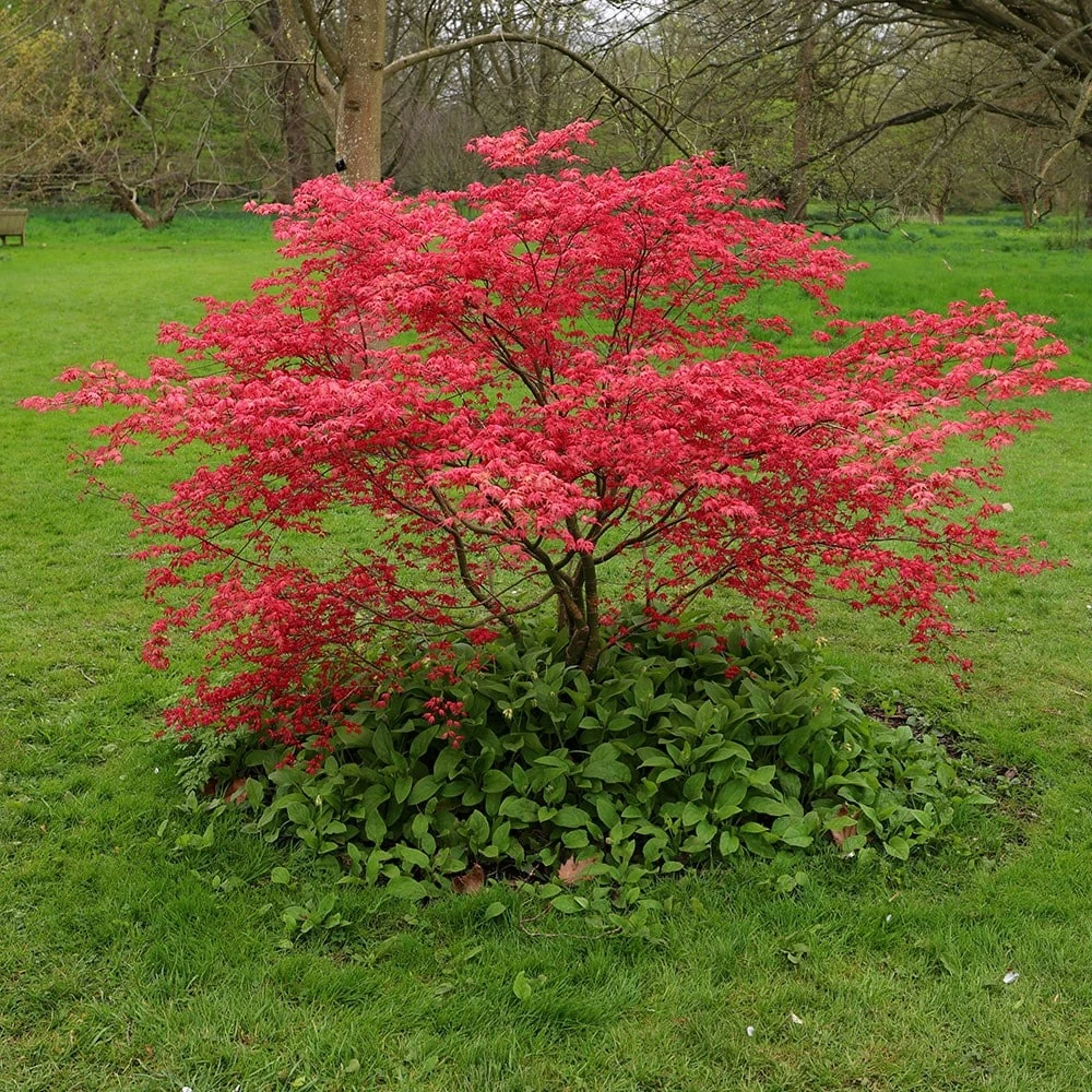 Acer Palmatum 'Beni-maiko' 4 Acer Palmatum 'Beni-maiko' - Image 4