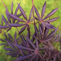 Acer Palmatum 'Trompenburg' -Cheap Plants Store pl2000041405 card3 lg