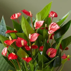 Anthurium 'Million Flowers' -Cheap Plants Store pl2000041447 card4 lg