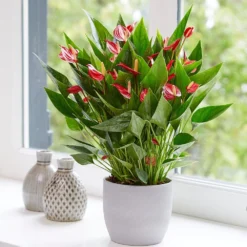 Anthurium 'Million Flowers' -Cheap Plants Store pl2000041447 card5 lg