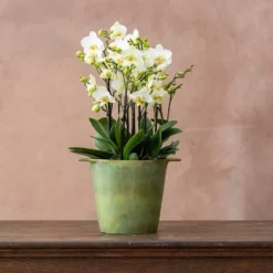 Phalaenopsis 'Bellissimo Bella' 5 Phalaenopsis 'Bellissimo Bella' -Cheap Plants Store pl2000041450 card3 lg