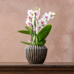 Phalaenopsis 'Boquetto Passione'