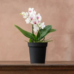 Phalaenopsis 'Boquetto Passione' 5 Phalaenopsis 'Boquetto Passione' -Cheap Plants Store pl2000041452 card3 lg