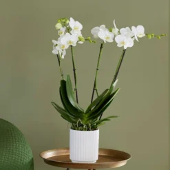Phalaenopsis Theatro With Pot Cover
