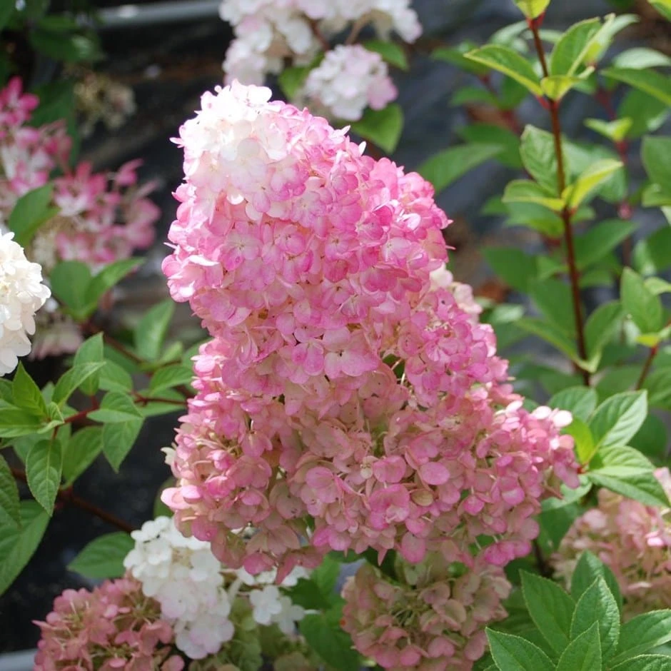 Hydrangea Paniculata Sundae Fraise ('Rensun') (PBR) 1 Hydrangea Paniculata Sundae Fraise ('Rensun') (PBR)