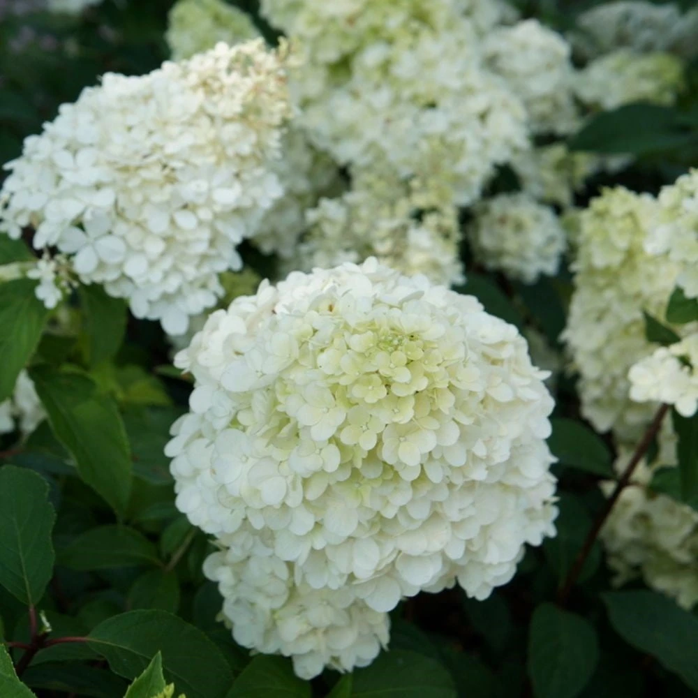 Hydrangea Paniculata Sundae Fraise ('Rensun') (PBR) 2 Hydrangea Paniculata Sundae Fraise ('Rensun') (PBR) - Image 2