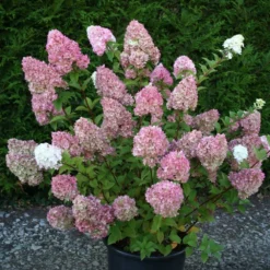 Hydrangea Paniculata Sundae Fraise ('Rensun') (PBR) 5 Hydrangea Paniculata Sundae Fraise ('Rensun') (PBR) -Cheap Plants Store pl2000041481 card3 lg