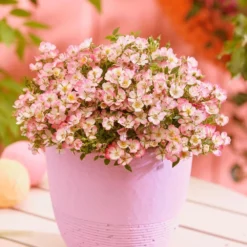 Rosa Cutie Pie ('ROP007') (PBR) -Cheap Plants Store pl2000041521 card3 lg