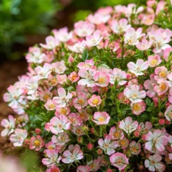 Rosa Cutie Pie ('ROP007') (PBR) -Cheap Plants Store pl2000041521 card5 lg