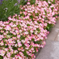 Rosa Cutie Pie ('ROP007') (PBR) -Cheap Plants Store pl2000041521 card6 lg