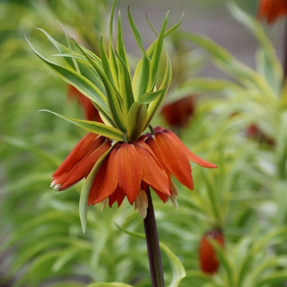 Fritillaria Imperialis 'Argenteovariegata' 1 Fritillaria Imperialis 'Argenteovariegata'