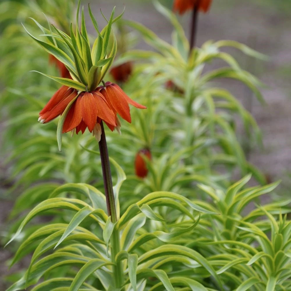 Fritillaria Imperialis 'Argenteovariegata' 2 Fritillaria Imperialis 'Argenteovariegata' - Image 2