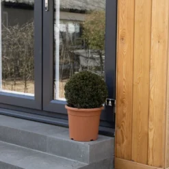 Taxus Baccata Ball 30-35 Cm -Cheap Plants Store pl2000042478 card3 lg