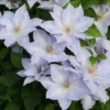 Clematis Tranquilité ('Evipo111') (PBR) (Boulevard Series)