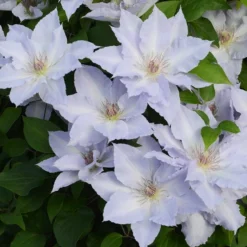 Clematis Tranquilité ('Evipo111') (PBR) (Boulevard Series)