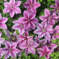 Clematis Ooh La La ('Evipo041') (PBR) (Boulevard Series) 5 Clematis Ooh La La ('Evipo041') (PBR) (Boulevard Series) -Cheap Plants Store pl2000042535 card3 lg