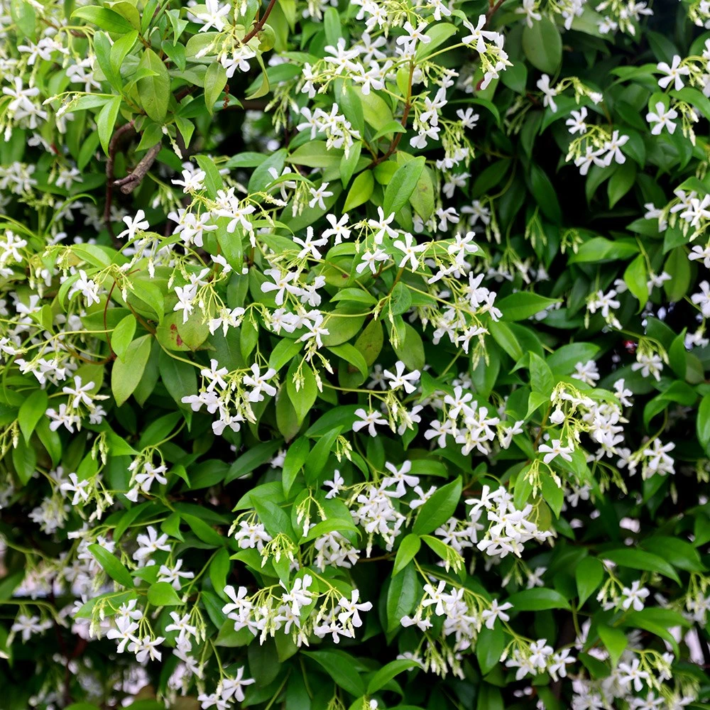 Trachelospermum Jasminoides 3 Trachelospermum Jasminoides - Image 3