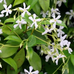 Trachelospermum Jasminoides 7 Trachelospermum Jasminoides -Cheap Plants Store pl2000042580 card4 lg