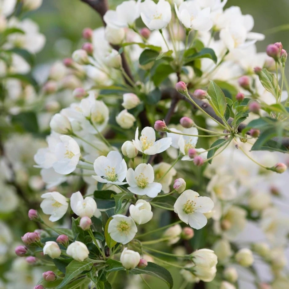 Malus Brevipes 'Wedding Bouquet' 1 Malus Brevipes 'Wedding Bouquet'
