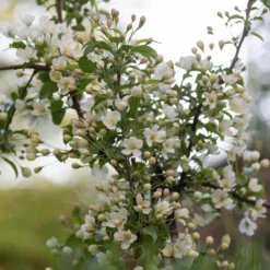 Malus Brevipes 'Wedding Bouquet' 5 Malus Brevipes 'Wedding Bouquet' -Cheap Plants Store pl2000042632 card3 lg