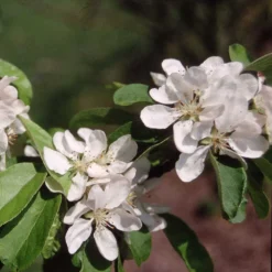Malus × Atrosanguinea 'Gorgeous' -Cheap Plants Store pl2000042636 card3 lg