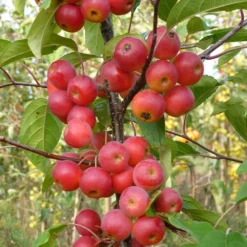 Malus × Atrosanguinea 'Gorgeous' -Cheap Plants Store pl2000042636 card4 lg