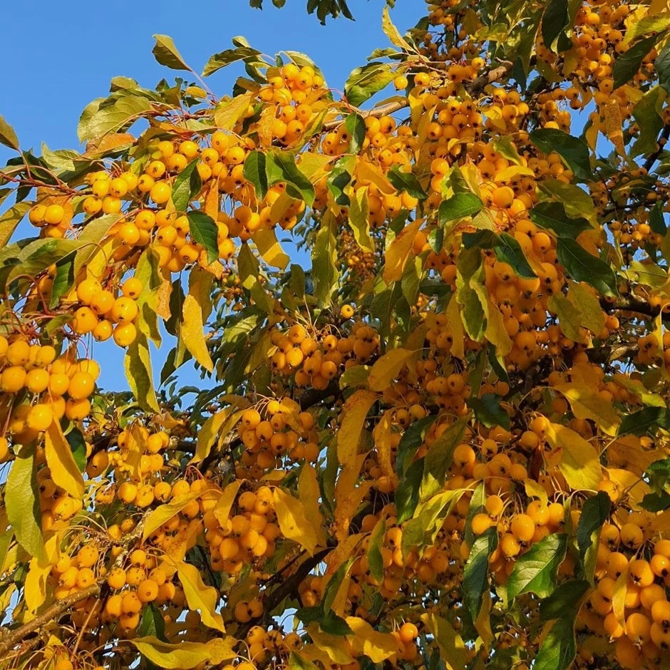 Malus 'Comtesse De Paris' 1 Malus 'Comtesse De Paris'