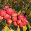 Malus Jelly King ('Mattfru')