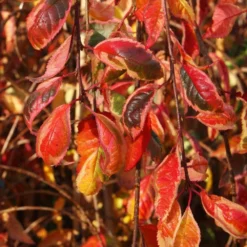 Prunus Frilly Frock ('Fpmspl') -Cheap Plants Store pl2000042650 card3 lg