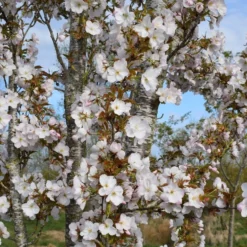 Prunus 'Sunset Boulevard'