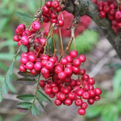 Sorbus Vilmorinii 'Pink Charm'