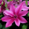 Clematis Darcy ('Evipo106') (PBR) (Tudor Patio Series)