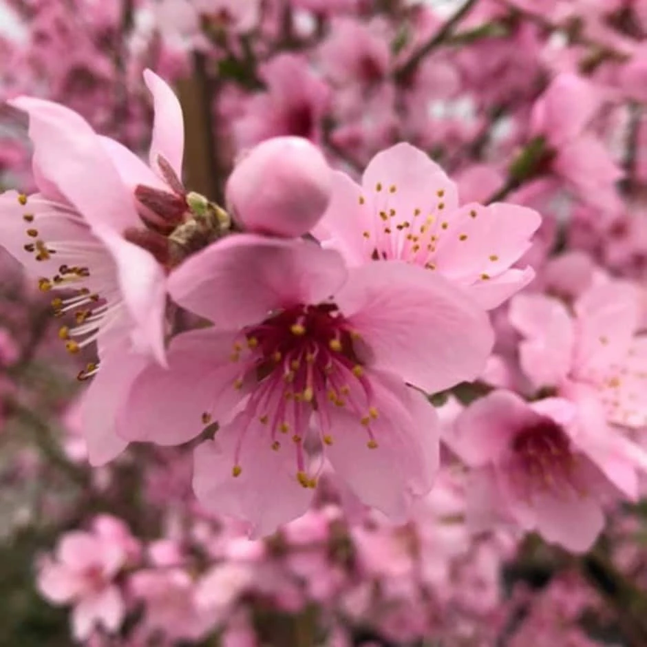 Peach 'Saturn' 1 Peach 'Saturn'