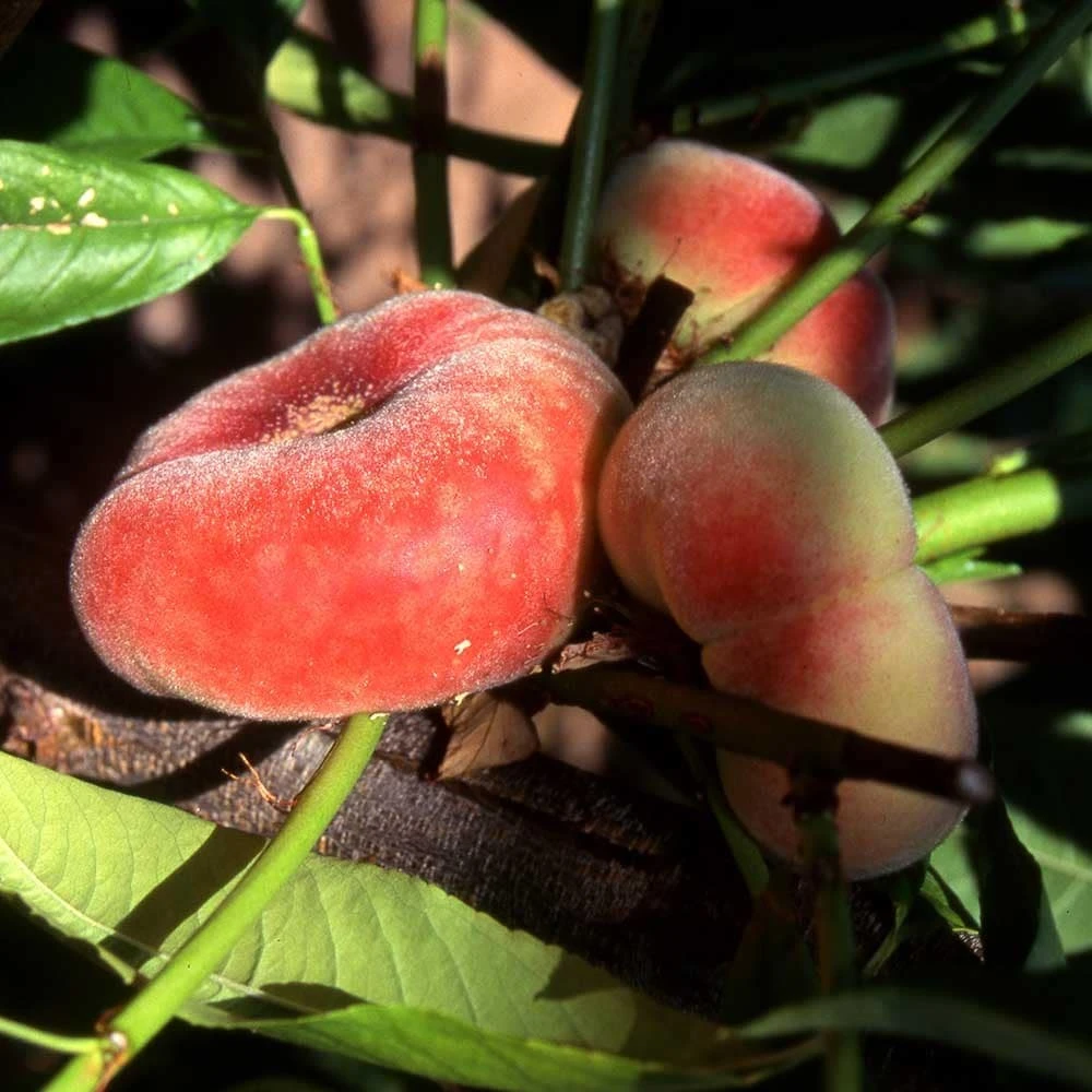 Peach 'Saturn' 2 Peach 'Saturn' - Image 2