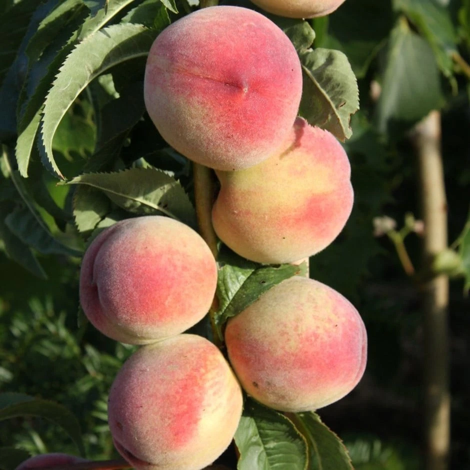 Peach 'Peregrine' 1 Peach 'Peregrine'