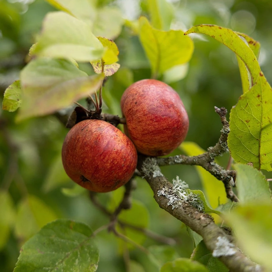 Apple 'Saturn' 1 Apple 'Saturn'