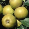 Apple 'Ashmead's Kernel'
