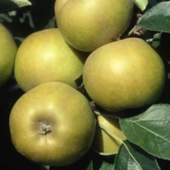Apple 'Ashmead's Kernel'