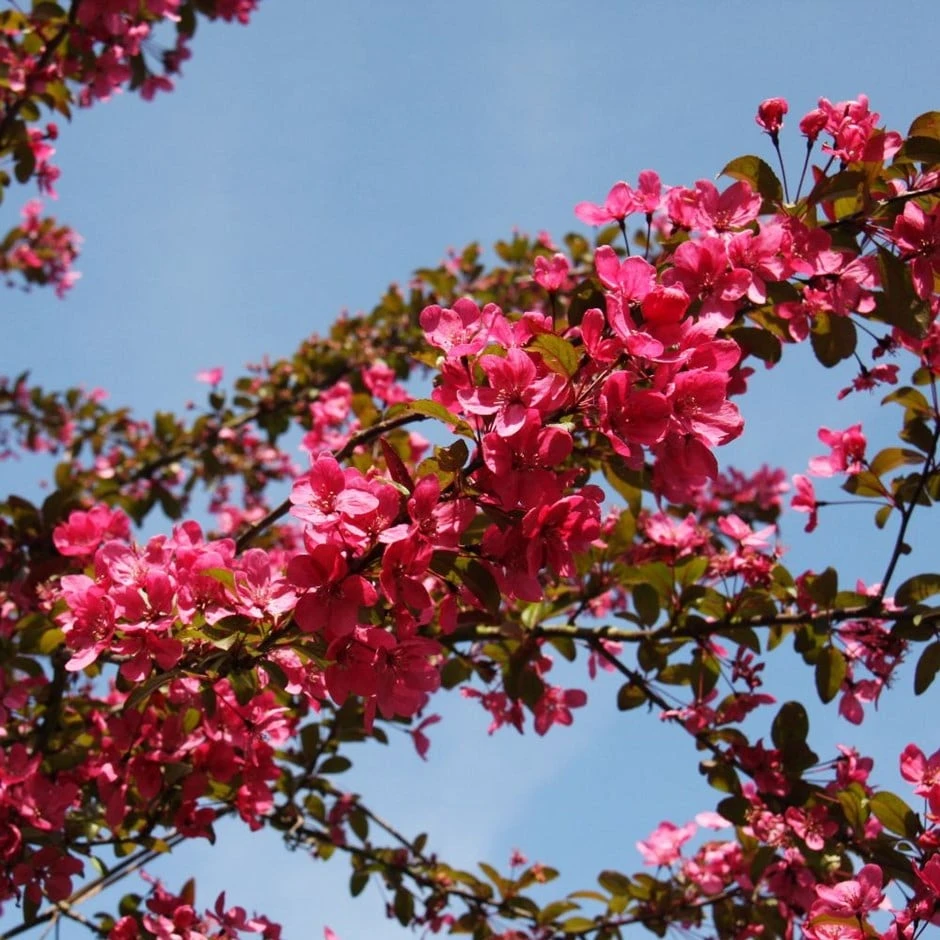 Malus 'Prairie Fire' 1 Malus 'Prairie Fire'