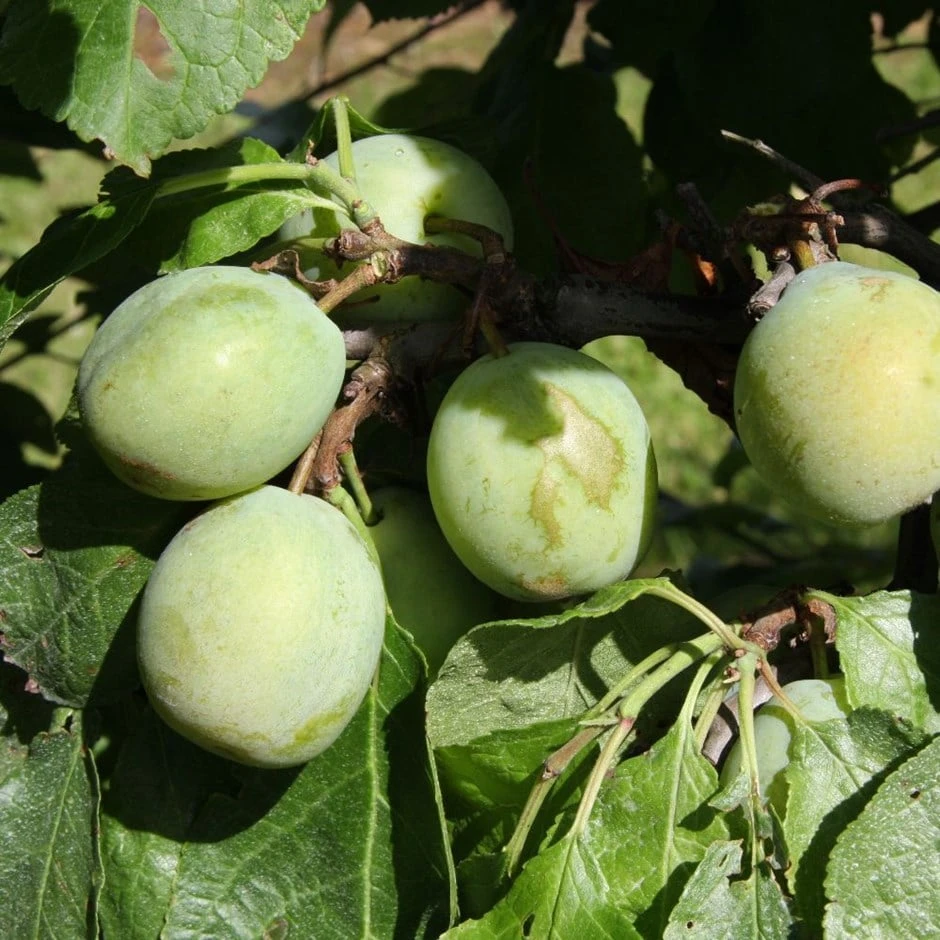 Greengage 'Denniston's Superb' 1 Greengage 'Denniston's Superb'