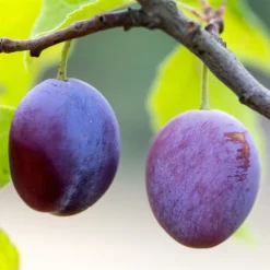 Greengage 'Reine-Claude Violette'