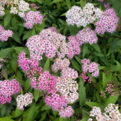 Spiraea Japonica 'Genpei'