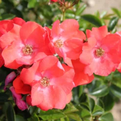 Rosa Flower Carpet Sunset ('Deseoo') (PBR) 6 Rosa Flower Carpet Sunset ('Deseoo') (PBR) -Cheap Plants Store pl2000042874 card3 lg scaled